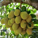 สมาชิกหมายเลข 1265562