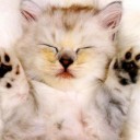 สมาชิกหมายเลข 1049295