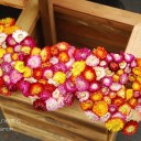 สลัดผักน้ำกระชายดำ