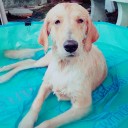 สมาชิกหมายเลข 2490938