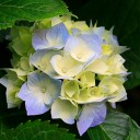 สมาชิกหมายเลข 2560998