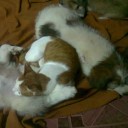 นมังการ