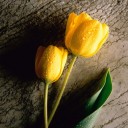 สมาชิกหมายเลข 1255309