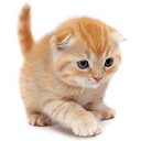 ไมเคิล เดอะ แคท