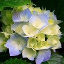 สมาชิกหมายเลข 857590