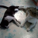 สมาชิกหมายเลข 1255541