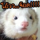 Shutrat