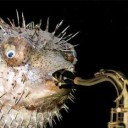 สมาชิกหมายเลข 858091