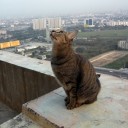 Mammy Cat