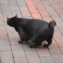 ลูกเฮียอ๋า