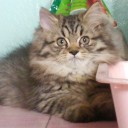 ผมตกเป็นทาสแมว