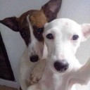 สมาชิกหมายเลข 2106321