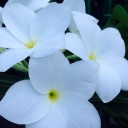 สมาชิกหมายเลข 1682523