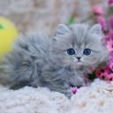 สมาชิกหมายเลข 3331979