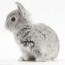 silver rabbit