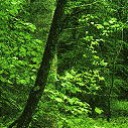 กระดาษสายฝน