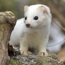 สมาชิกหมายเลข 987265