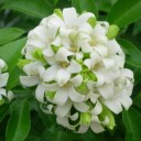 มะนาวหวานอมเปรี้ยว