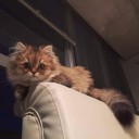 สมาชิกหมายเลข 1848712