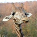 สมาชิกหมายเลข 1618849