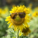 สมาชิกหมายเลข 711529