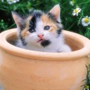 ผักบุ้งลอยฟ้า