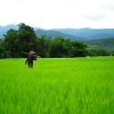 สมาชิกหมายเลข 1686345