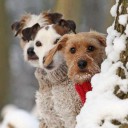 แพะจากดาวศุกร์