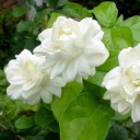 ณัฑฐภัณธ์