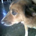 หมาชื่อแมว