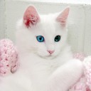 เหมียวน้อยกับท้องฟ้า