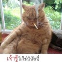 สมาชิกหมายเลข 1222176