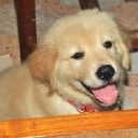 สมาชิกหมายเลข 863137