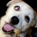 สมาชิกหมายเลข 1232867