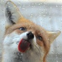 สมาชิกหมายเลข 2499539