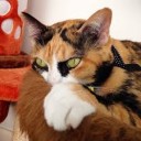 สมาชิกหมายเลข 1688038