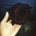 Blackrose return