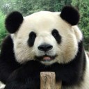 ตุ๊กตาหมีตั้งแต่ปอ4