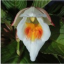 เทียนสยาม