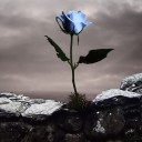 สมาชิกหมายเลข 1690144