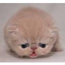 สมาชิกหมายเลข 780633