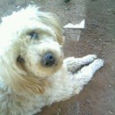 สมาชิกหมายเลข 1517460