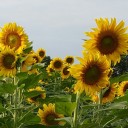 หนูดอกมะลิ