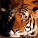 เสือหาว