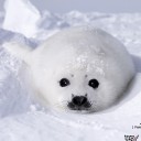 สมาชิกหมายเลข 1264554