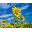 สมาชิกหมายเลข 989255