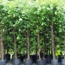 สมาชิกหมายเลข 2321176