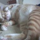 คุณชายย้วย