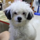 สมาชิกหมายเลข 1265003