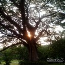 สมาชิกหมายเลข 2503854